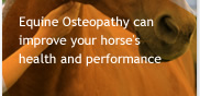 Equine Osteopathy can improve your horse's health and performance